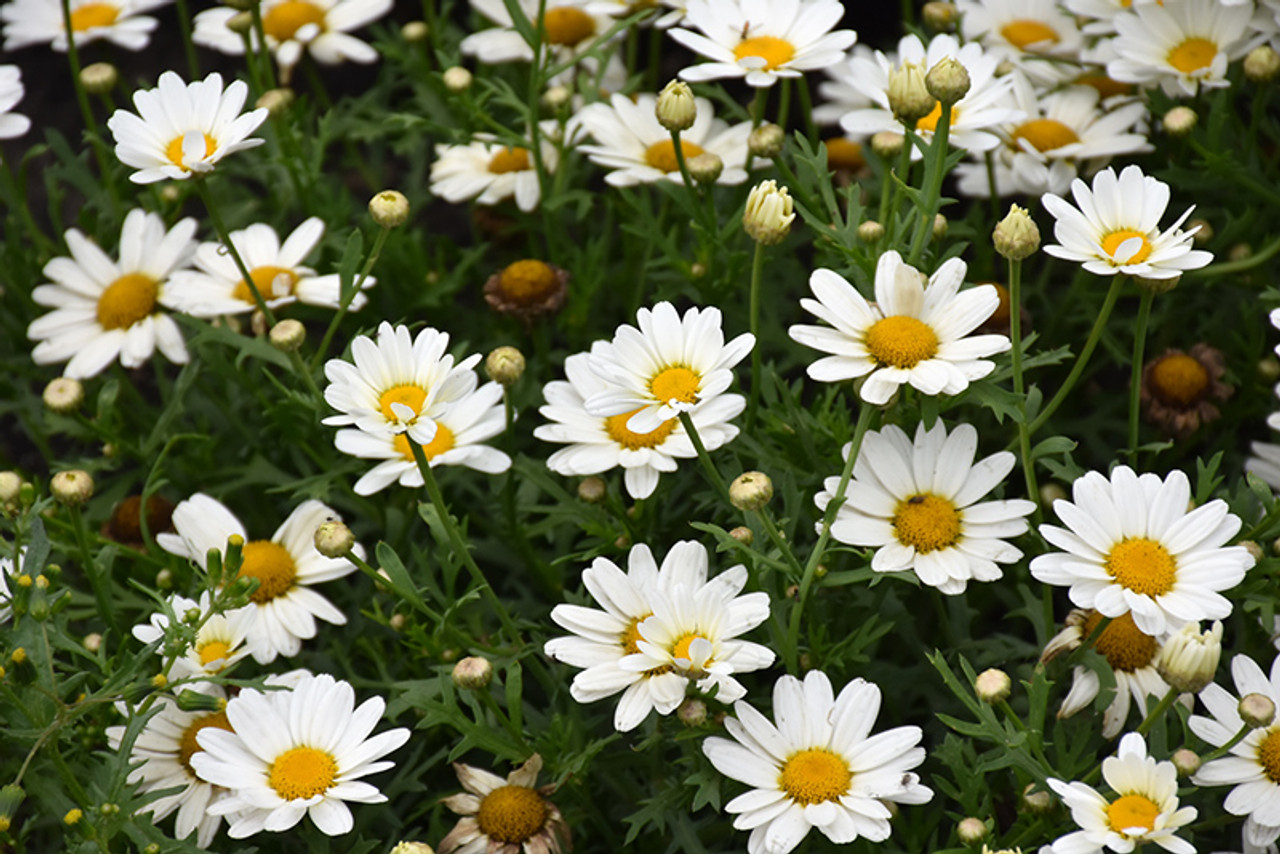 Argyranthemum frutescen